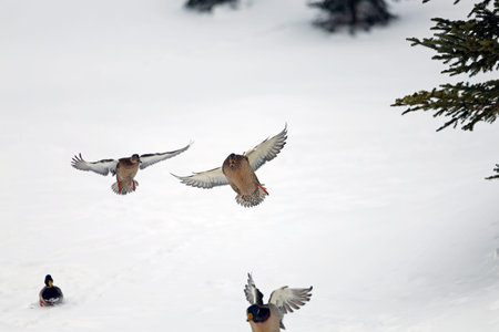 Pair of mallard ducks flying in the snow in winter.の写真素材