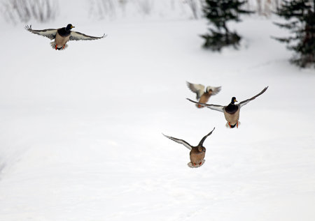 Pair of Mallard Ducks Flying in Snowy Winter Landscapeの写真素材