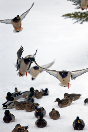 Mallard ducks in flight over the snow, winter time.の写真素材