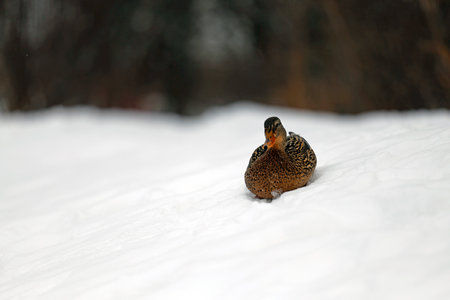 Mallard duck on the snow in the winter forest. Shallow depth of fieldの写真素材
