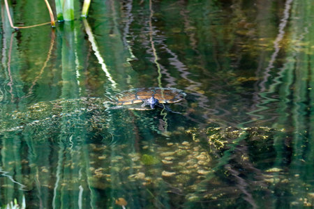 Turtle swimming in the pond, closeup of photo with shallow depth of field