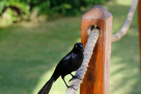 Black Grackle on a fence in the park of the Dominican Republic