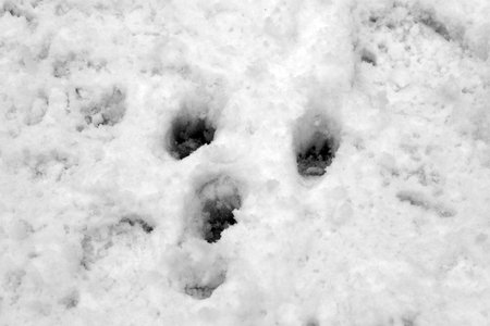 Dog footprints in the snow. Noir et blanc. Close-up. Animal tracks in the snow in winter.
