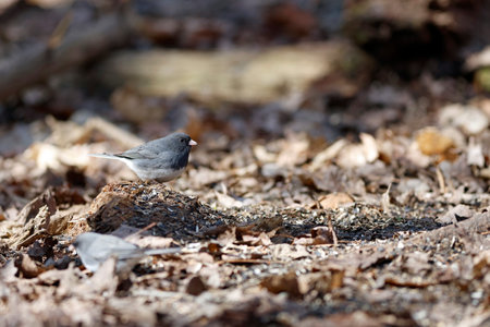 Black-eyed Junco (junco hyemalis) in the forest. Dark-eyed Junco searching for seeds on the ground under leavesの写真素材