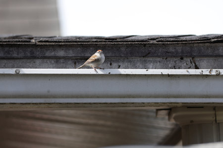 Sparrow on the roof of the house. House sparrow. A Chipping Sparrow sits on a gutter on the roof of...