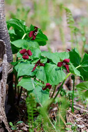 Blooming hellebore flowers in the forest in spring. A red trillium in the forest in early spring.の写真素材