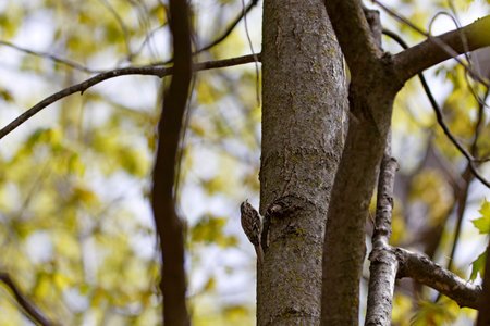 Brown Creeper (Certhia americana) on treeの写真素材