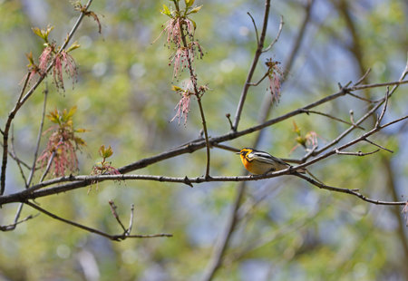 A Blackburnian Warbler perched on a tree branch in the early spring.の写真素材