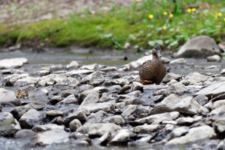 Female mallard duck with her ducklings at the edge of a river in the forestの写真素材