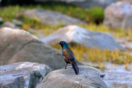 Common Grackle (Quiscalus quiscula) at the river to feedの写真素材