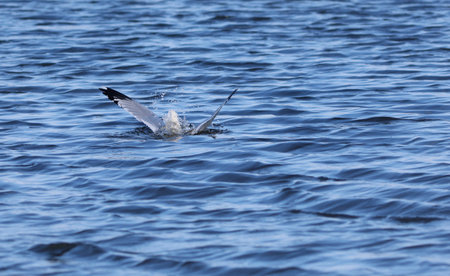 Ring-billed gull (Larus delawarensis) diving into the river to feedの写真素材