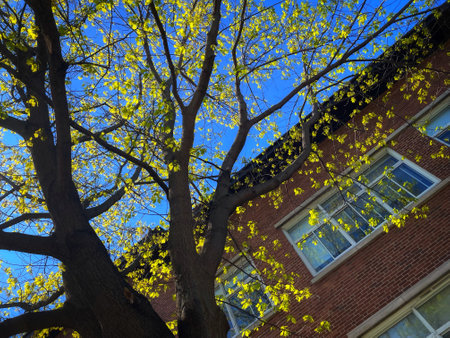 spring tree with yellow leaves and blue sky on the background of a brick wallの写真素材