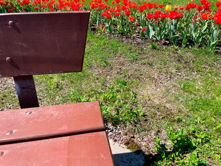 Wooden bench in the garden with red tulips and green grassの写真素材