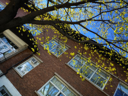 Trees with yellow leaves in front of a brick building in Quebecの写真素材