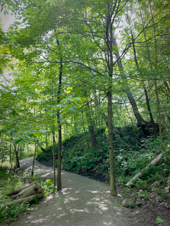 Footpath in the forest with trees and grass in the foreground.の写真素材