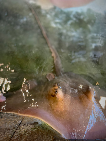 Close up of stingrays in aquarium waterの写真素材