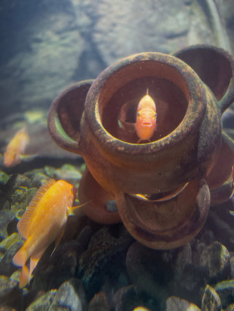 Tropical fish in a terracotta pot on the rocks. Red devil cichlid fish in an aquarium.の写真素材