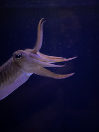 Close up of a common cuttlefish (Octopus vulgaris)の写真素材