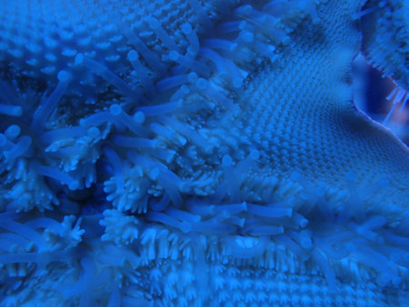 Close-up of the tentacles of a starfish. Underwater photo in an aquarium.の写真素材