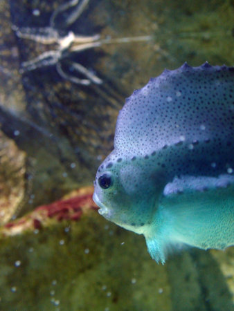 Close up of a sea hen (Cyclopterus lumpus). Fish in an aquarium