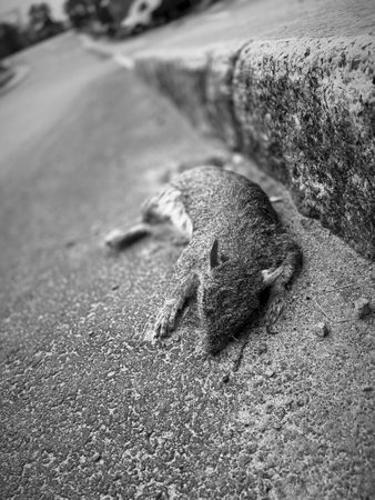 A dead squirrel lies on the city road.の写真素材