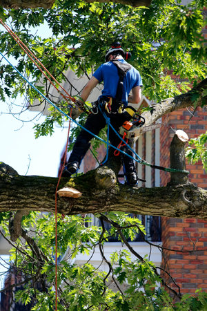 climber on a tree with chainsaw in the city park