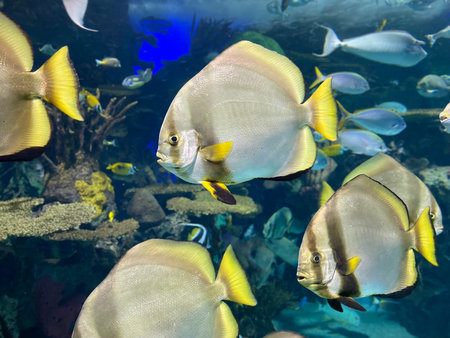 Tropical fish swimming in the aquarium. Marine life background.