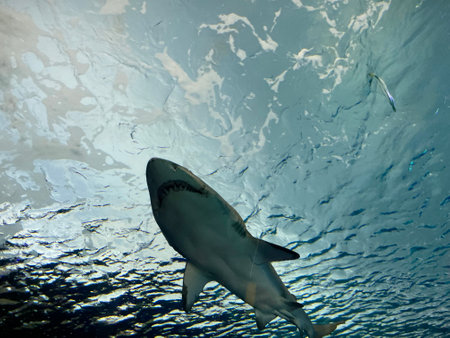 Shark swimming in a large aquariumの写真素材