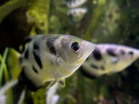 Close up of a tropical fish in an aquarium with a blurred backgroundの写真素材