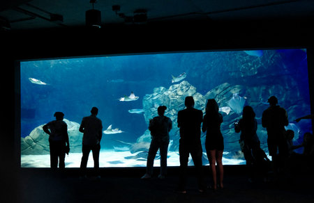 Silhouette of a group of people watching stingray in a large aquarium.