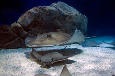 A pair of stingrays in a large aquariumの写真素材