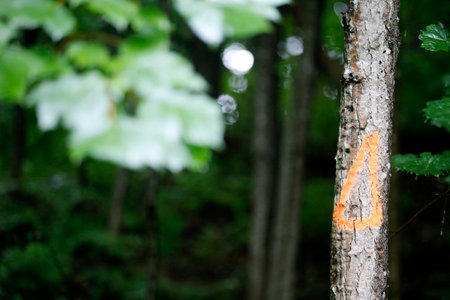 Orange mark on a tree in a forest that needs to be cut downの写真素材