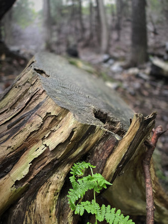 A fern growing on a fallen tree in the forest. Selective focus.の写真素材