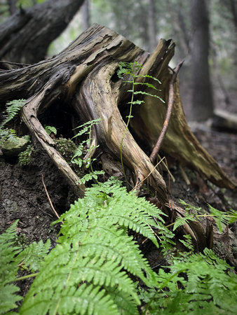 Old tree stump in the forest with green ferns and moss