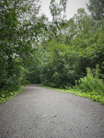 Asphalt road in the forest with trees and green grass on the sidesの写真素材