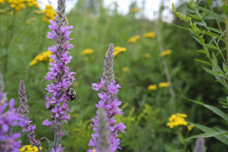 Purple loosestrife (Lythrum salicaria) with a pollinating bumblebee