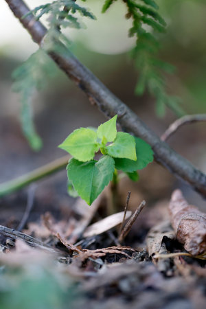 Young sprout in the spring forest. Selective focus with shallow depth of field.