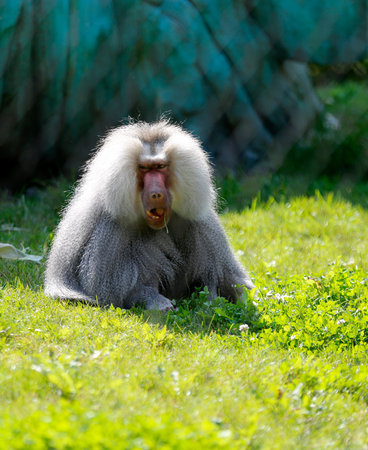 The baboon sitting on the grass.の写真素材