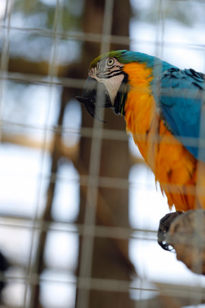 Blue and yellow macaw sitting on a perch in a cage