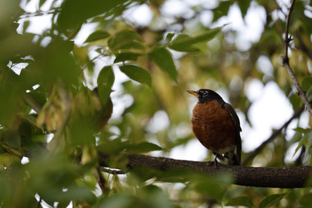 American Robin (Turdus migratorius) in a treeの写真素材