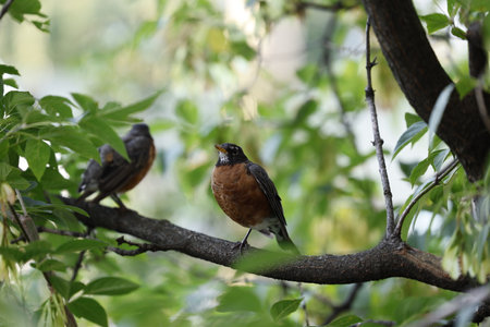 American Robin, Turdus migratorius, single bird on branchの写真素材