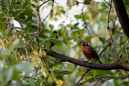American robin on a tree branch in the forest in summer.の写真素材