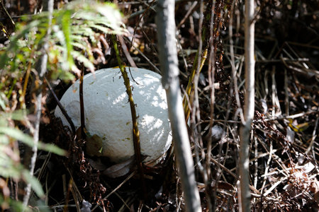 Big white mushroom grows in the forest. Close-up of a mushroom. Common puffball (Lycoperdon perlatum) in the forest.の写真素材