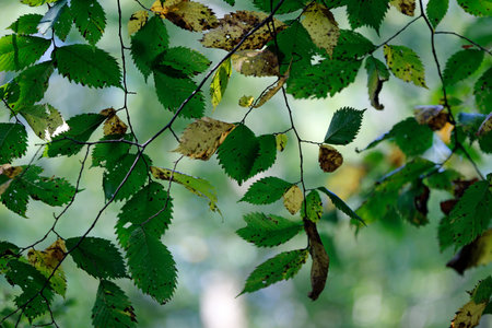 green leaves in the forest, closeup of photo with shallow depth of field
