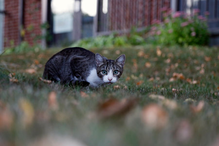 Domestic cat in the yard on the grass. Selective focus.の写真素材