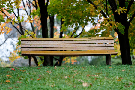 Wooden bench in the park with autumn trees in the background.