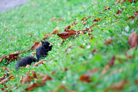 Black squirrel on the green grass in the park. Shallow depth of fieldの写真素材