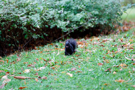 Squirrel in the autumn park. Black squirrel on green grass.の写真素材