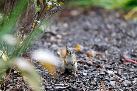 Squirrel looking for food on the ground with blurred background