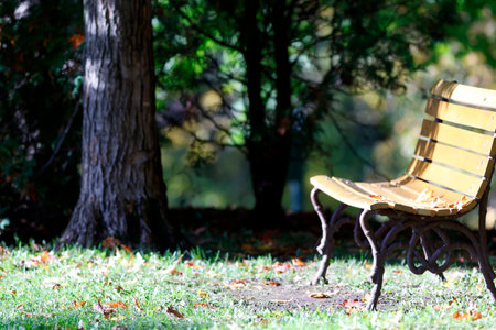 bench in the park with autumn leaves on the ground and trees in the backgroundの写真素材